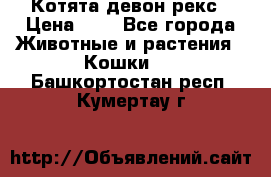 Котята девон рекс › Цена ­ 1 - Все города Животные и растения » Кошки   . Башкортостан респ.,Кумертау г.